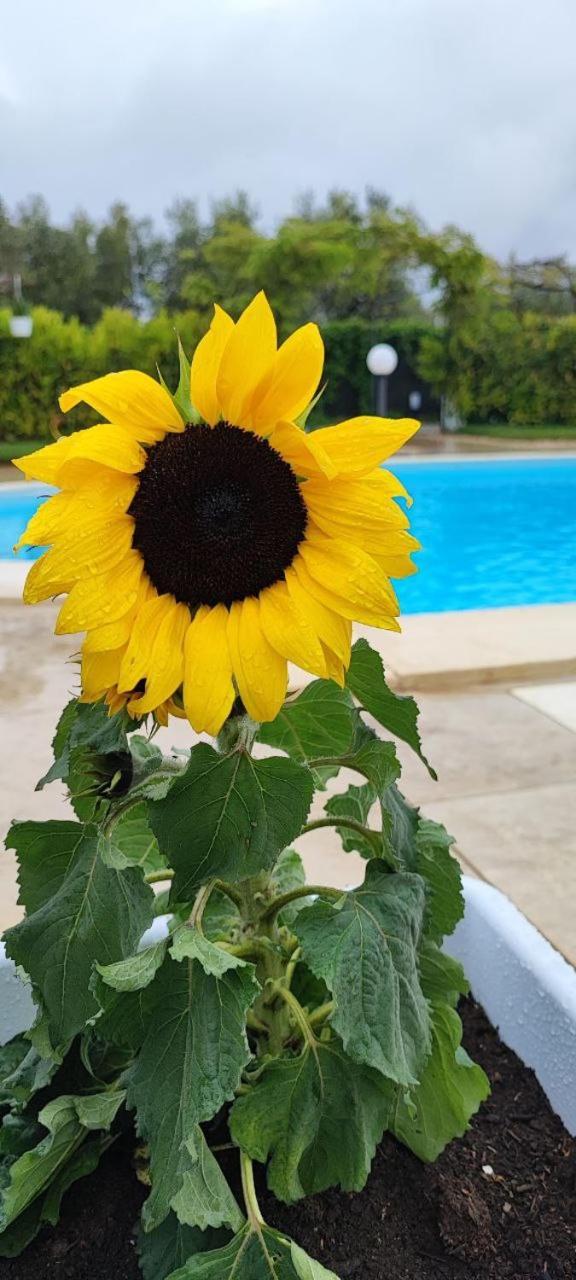 بياتْسا أرمارِنا B&B Villa Antonella المظهر الخارجي الصورة